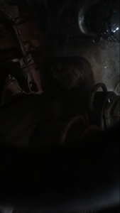 IMG_6029.PNG