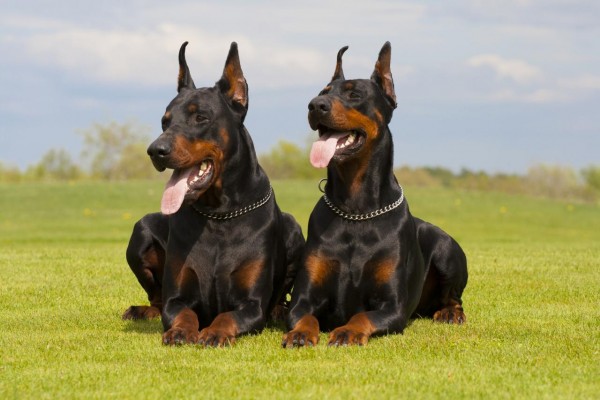 2-dobermans-couches-sur-l-herbe.jpg